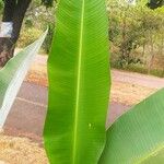 Heliconia collinsiana Leaf