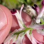 Fumaria muralis Fiore
