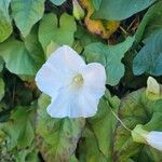 Calystegia silvaticaFlors