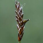 Carex dioica ഫലം