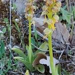 Orchis anthropophora Цвят