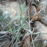 Kengia serotina 葉