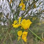 Genista aetnensis Flower