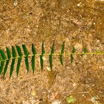 Thelypteris quelpartensis Habit