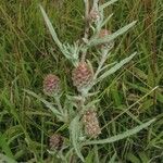 Centaurea nigra Blad