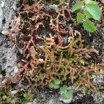 Selaginella helvetica Leaf