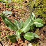 Goodyera oblongifolia Leaf