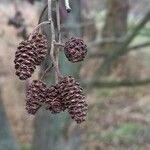 Alnus glutinosa Frukto