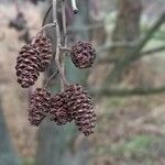 Alnus glutinosa Meyve