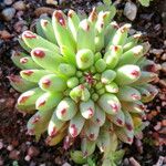 Sempervivum calcareum Φύλλο