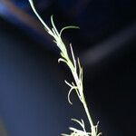 Nigella nigellastrum Likasa
