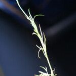 Nigella nigellastrum Blad