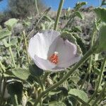 Hibiscus denudatus Blüte