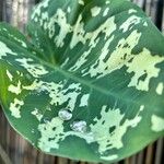 Caladium praetermissum 葉