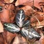 Chimaphila maculata List