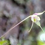 Bulbophyllum perpusillumLorea