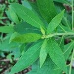 Carpesium abrotanoides Leaf