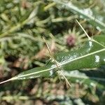 Ptilostemon casabonae Bark