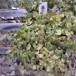 Rhoicissus tomentosa Leaf