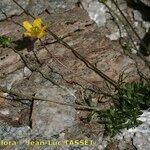 Ranunculus demissus 形態