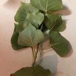 Populus x canadensis Frunză