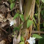 Thunbergia laevis Blad