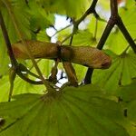 Acer shirasawanum Fruit