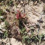Astragalus incanus Blomst