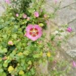 Anisodontea scabrosa Flower