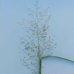 Urochloa maxima Цветок