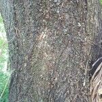 Terminalia lucida Cortiza