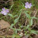 Epilobium duriaei Pokrój