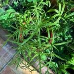 Pteris multifida 葉