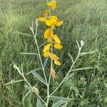 Crotalaria juncea 葉