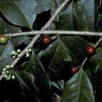 Cinnamodendron tenuifolium Fruit