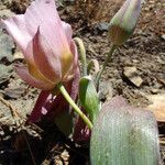 Calochortus persistens Floare