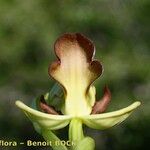 Ophrys omegaifera Flower