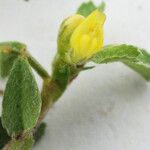 Trifolium micranthum Fiore