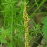 Botrychium virginianum 花
