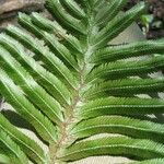 Selaginella bombycina List