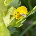 Rhinanthus minor Flor