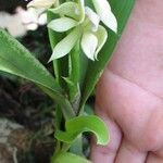 Prosthechea chacaoensis Kvet