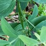 Lathyrus linifolius Rhisgl