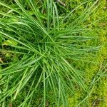 Carex ornithopoda Folha