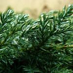 Juniperus squamata Fuelha