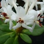 Rhododendron carringtoniae Flor