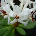 Rhododendron carringtoniae Flower