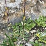 Artemisia genipi Leaf