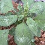 Amaranthus spinosusЛіст