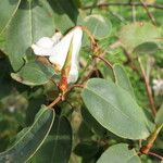 Rhododendron williamsianum Fleur